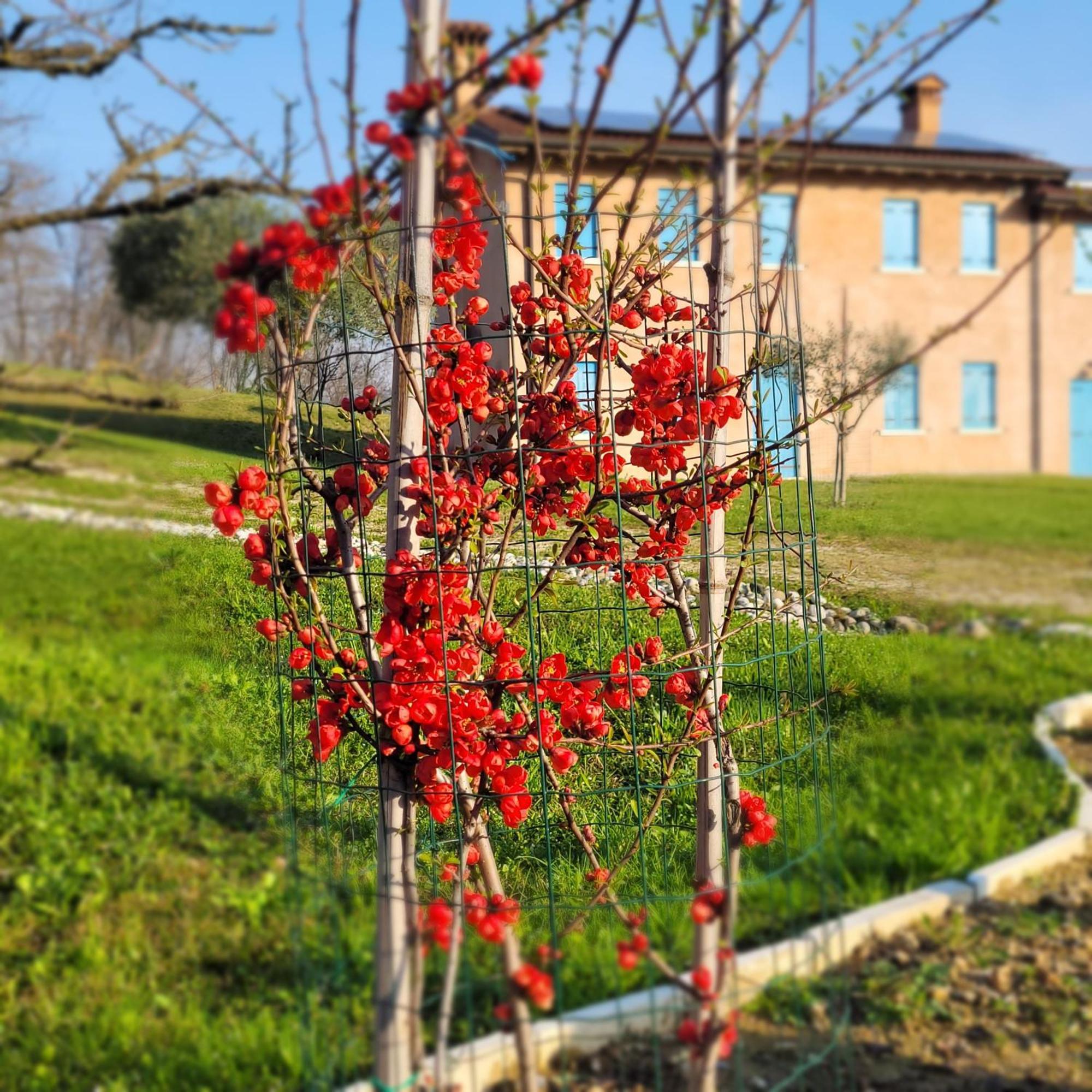 Nikolas' Valley Cornuda Luaran gambar